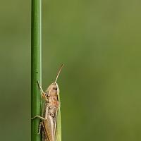 Lesser Marsh Grasshopper 5 
